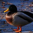 Ente gut - alles gut?