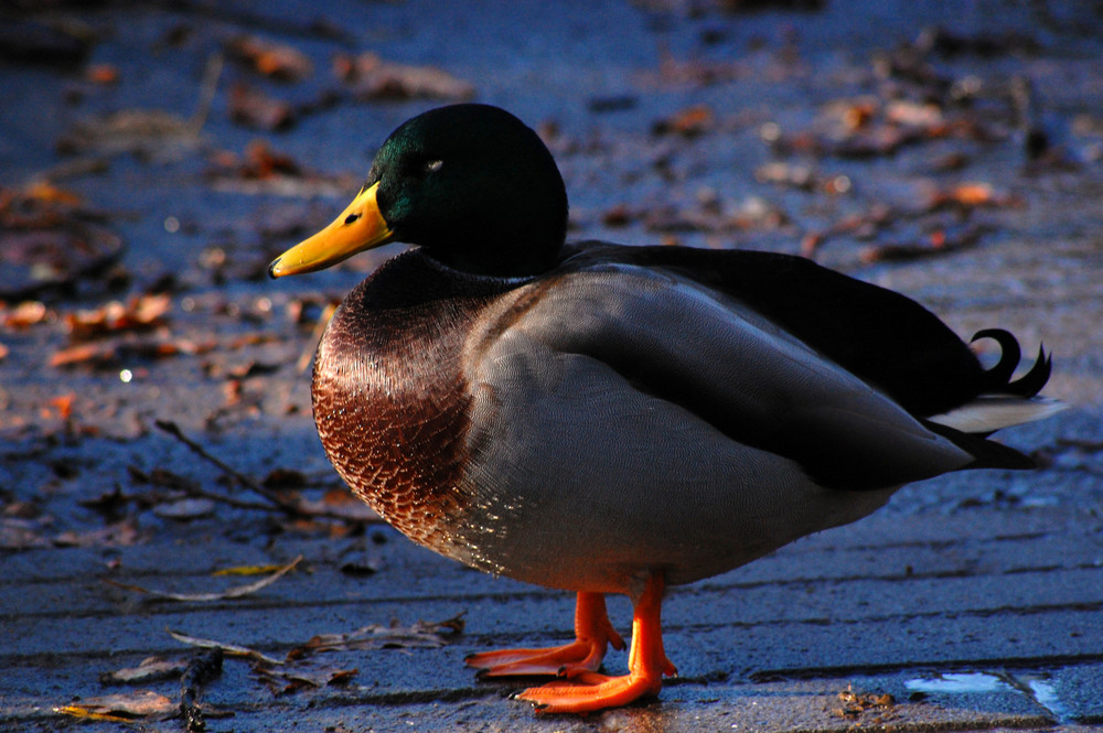 Ente gut - alles gut?