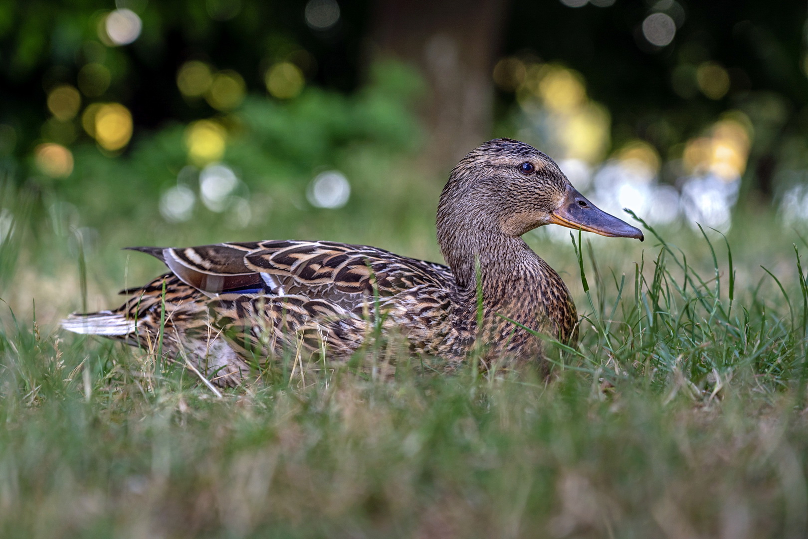 Ente gut, alles gut.