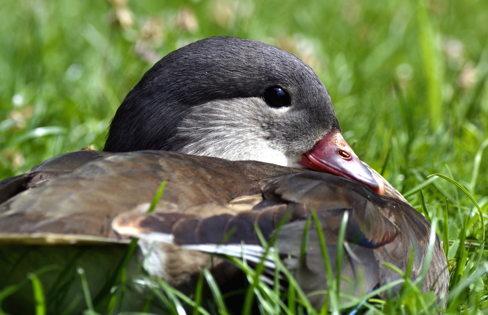 Ente gut, Alles gut