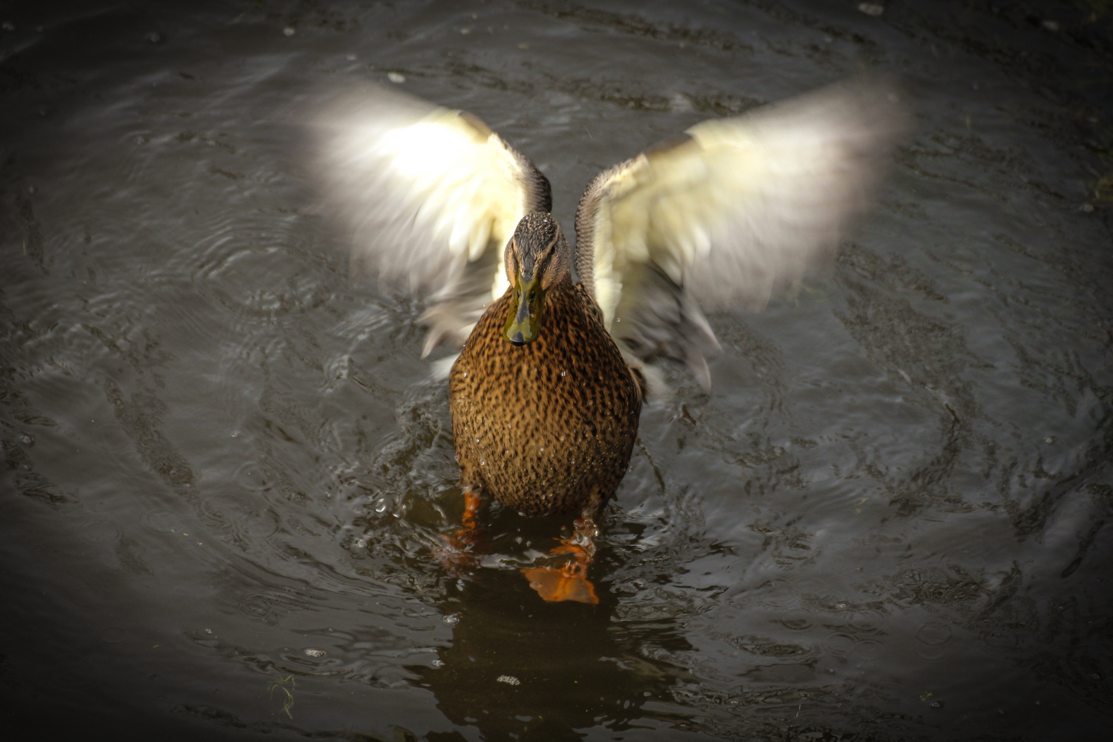 Ente gut, alles gut