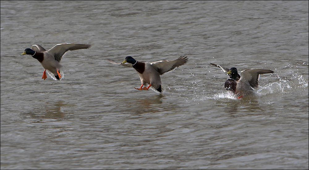 Ente gut, alles gut! *g*