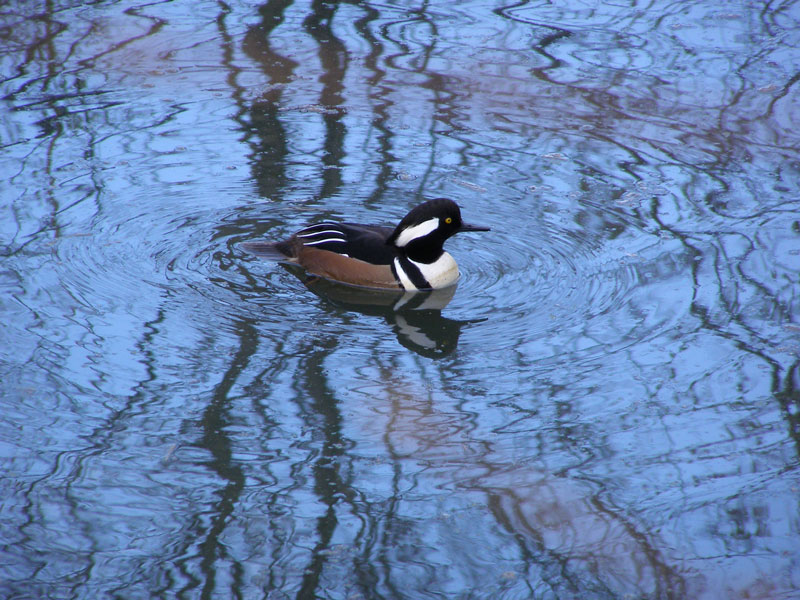 Ente gut ...