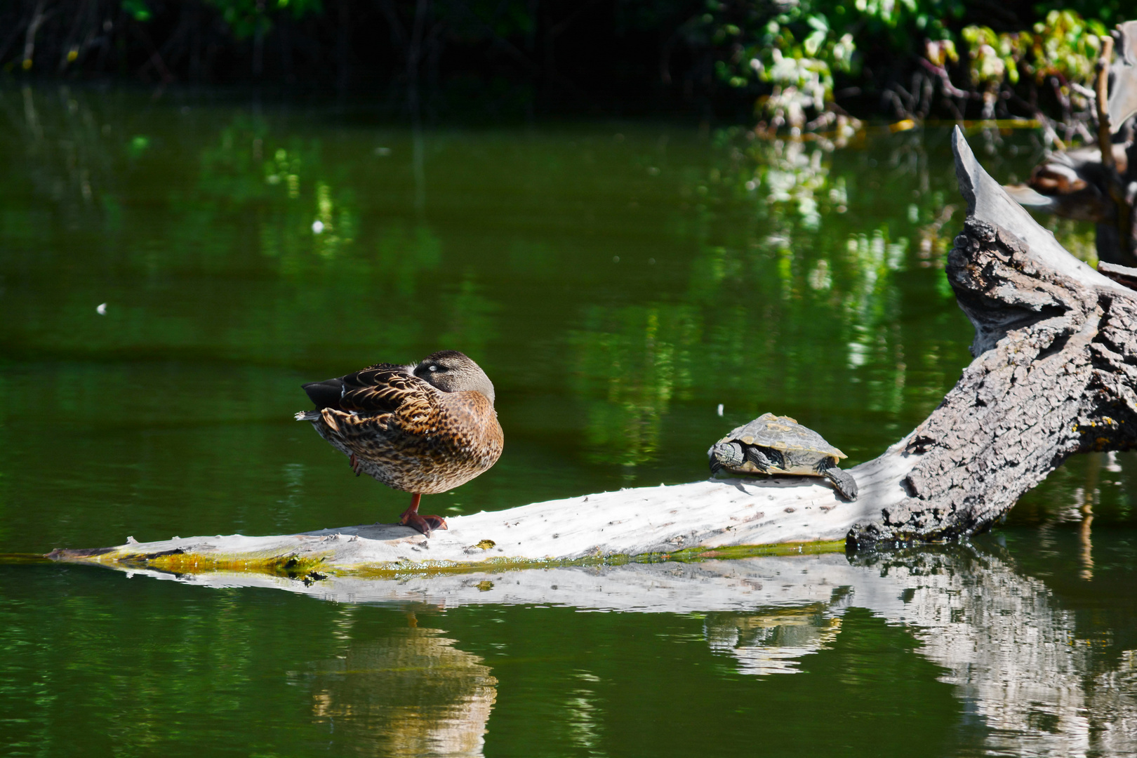 Ente hat Schildkröte zu Besuch