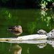 Ente hat Schildkrte zu Besuch