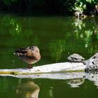 Ente hat Schildkröte zu Besuch