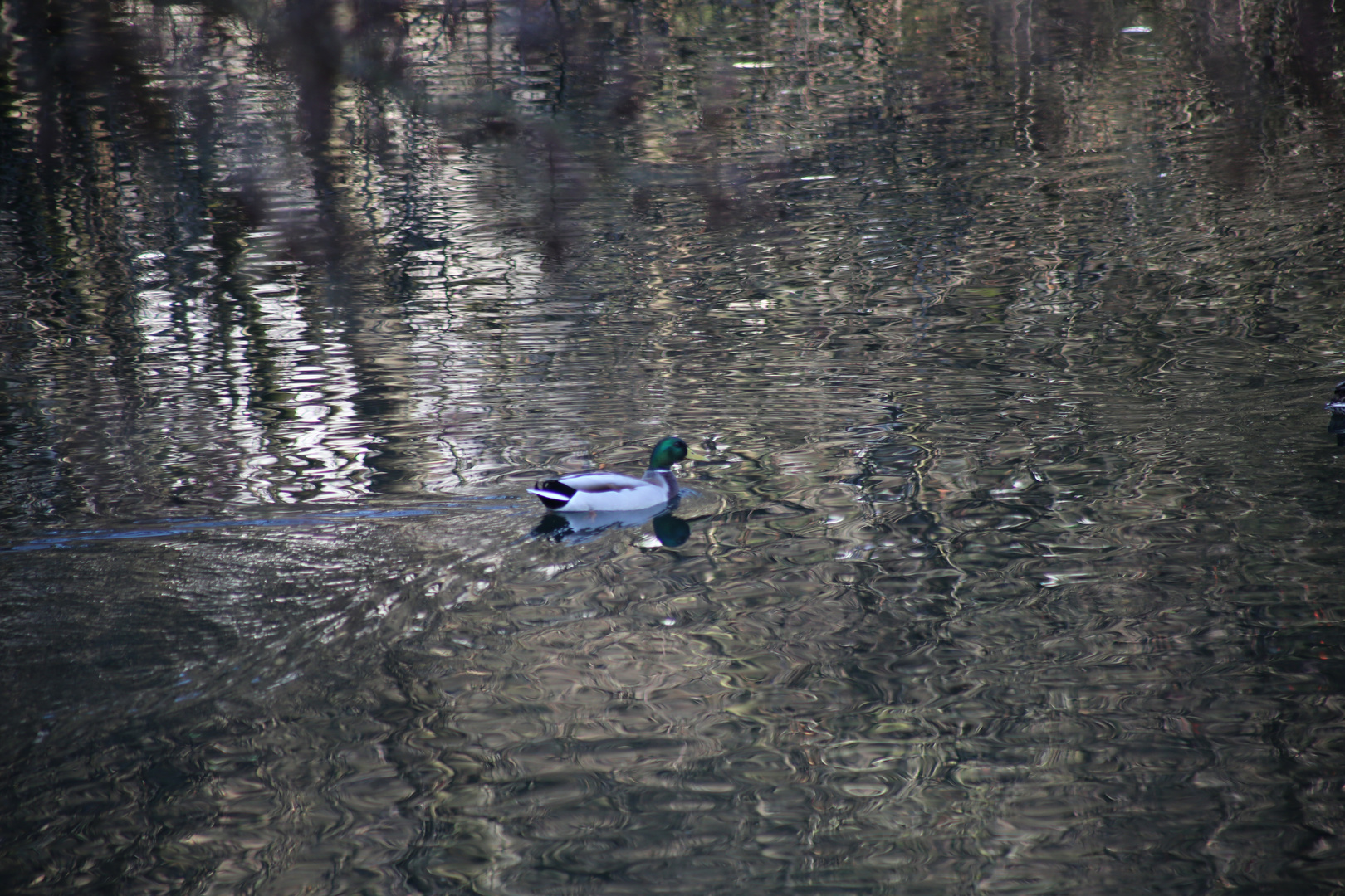 Ente hinter meinem Garten