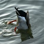 [ ente, hinterhälftig, in zweifacher Hinsicht mittig geschnitten ]