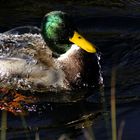 Ente - Hinterzarten (Adlerweiher)