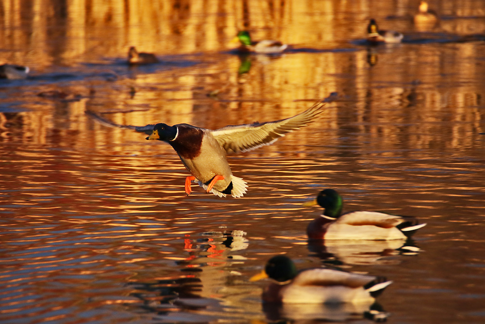 Ente im abendlichen Anflug auf den Weiher