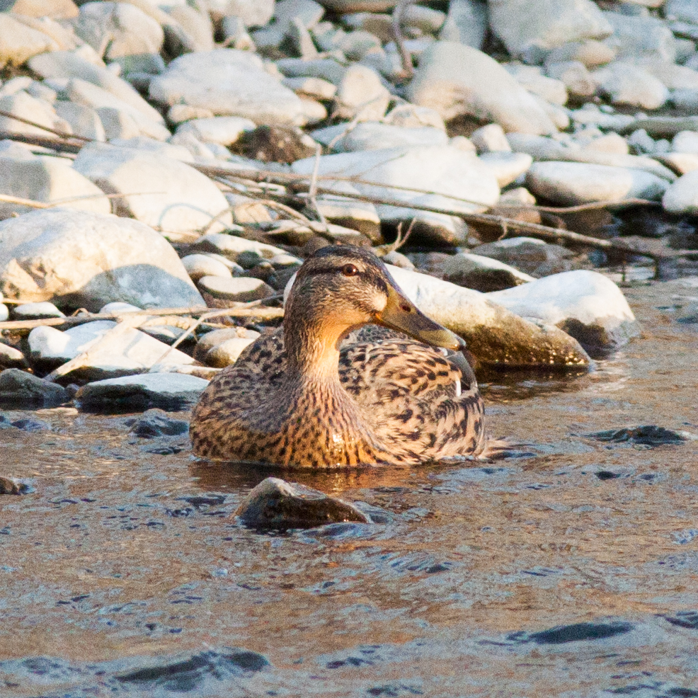 Ente im Abendlicht