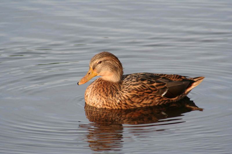 Ente im Abendlicht