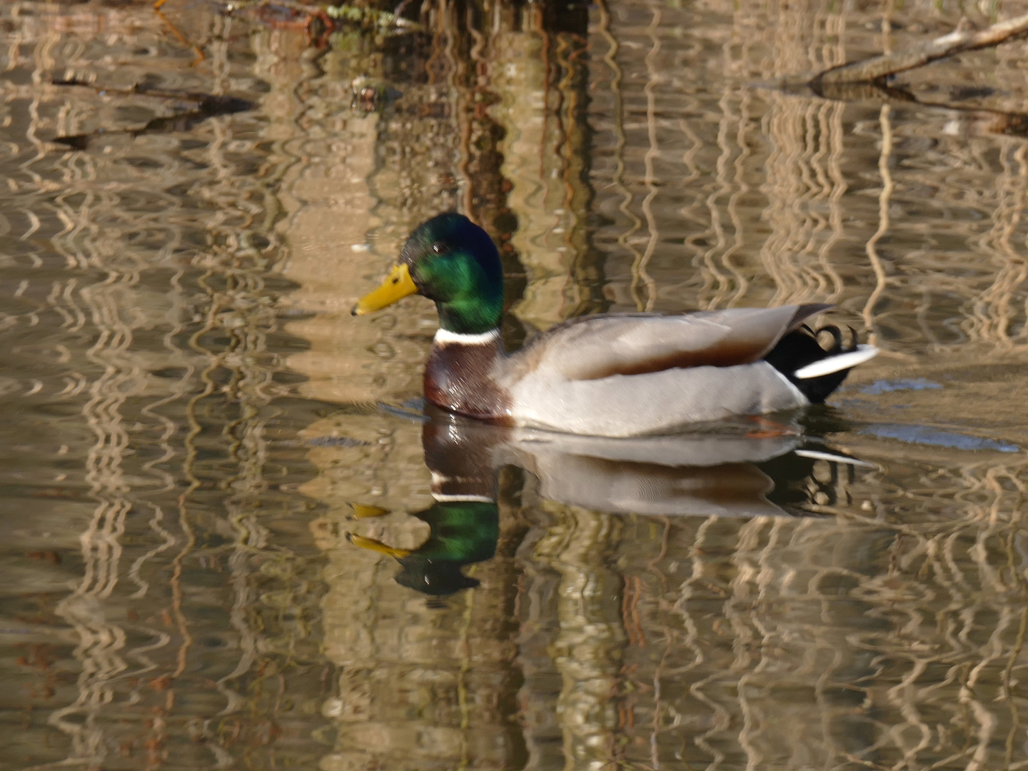 Ente im Abendlicht