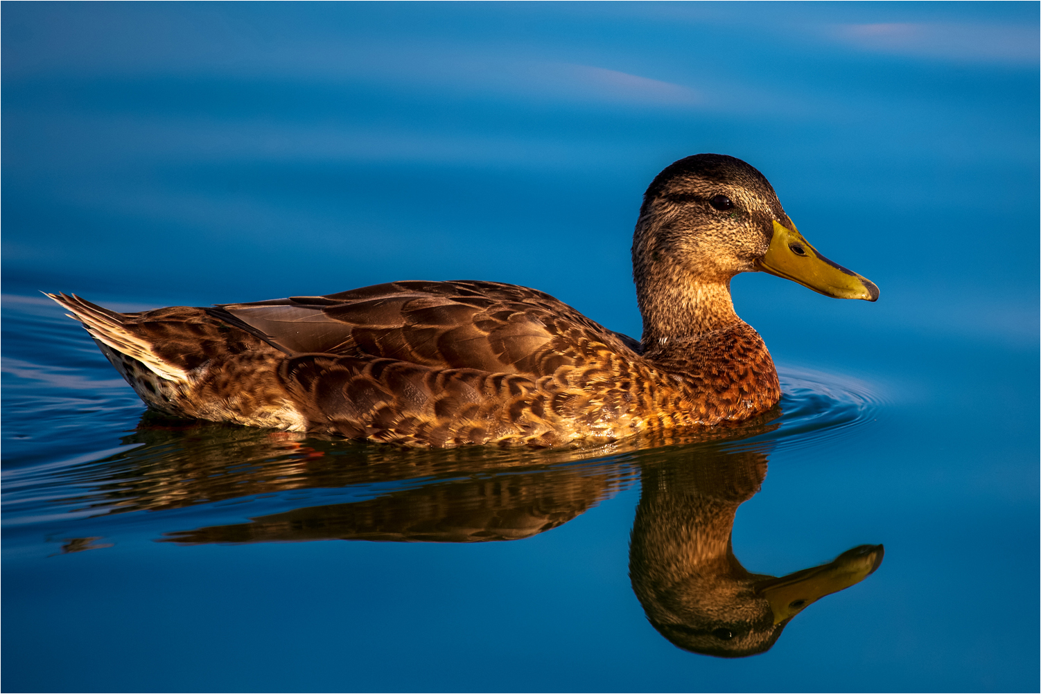 Ente im Abendlicht