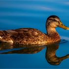 Ente im Abendlicht