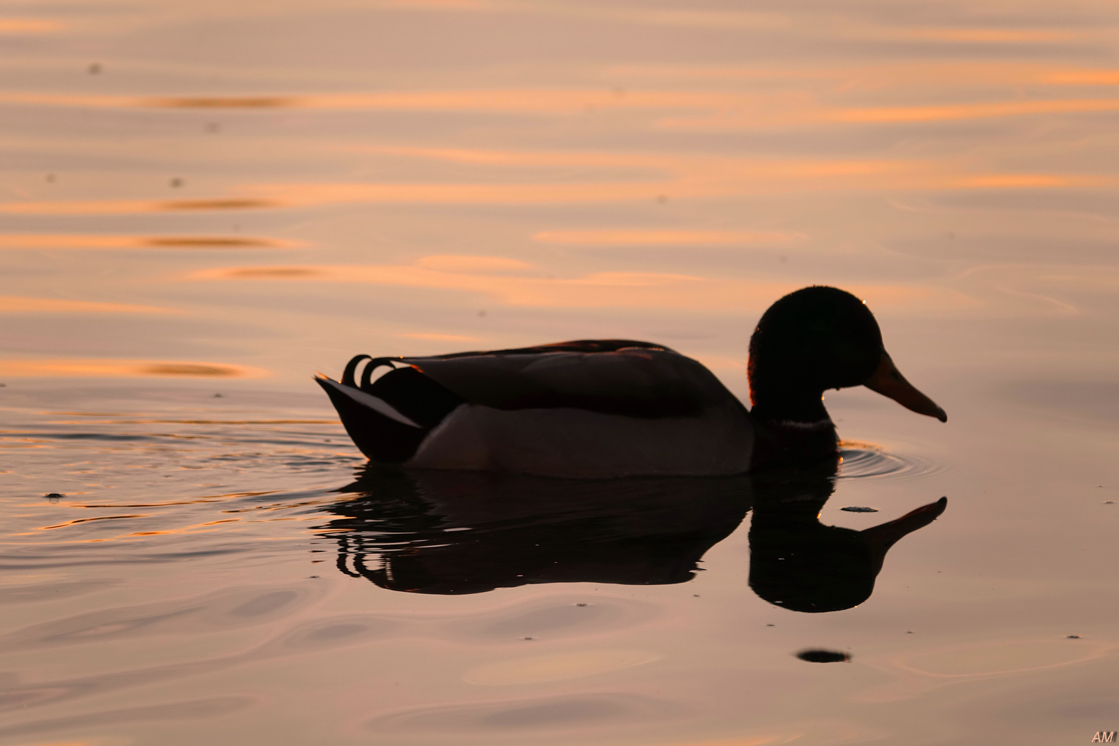 Ente im Abendlicht