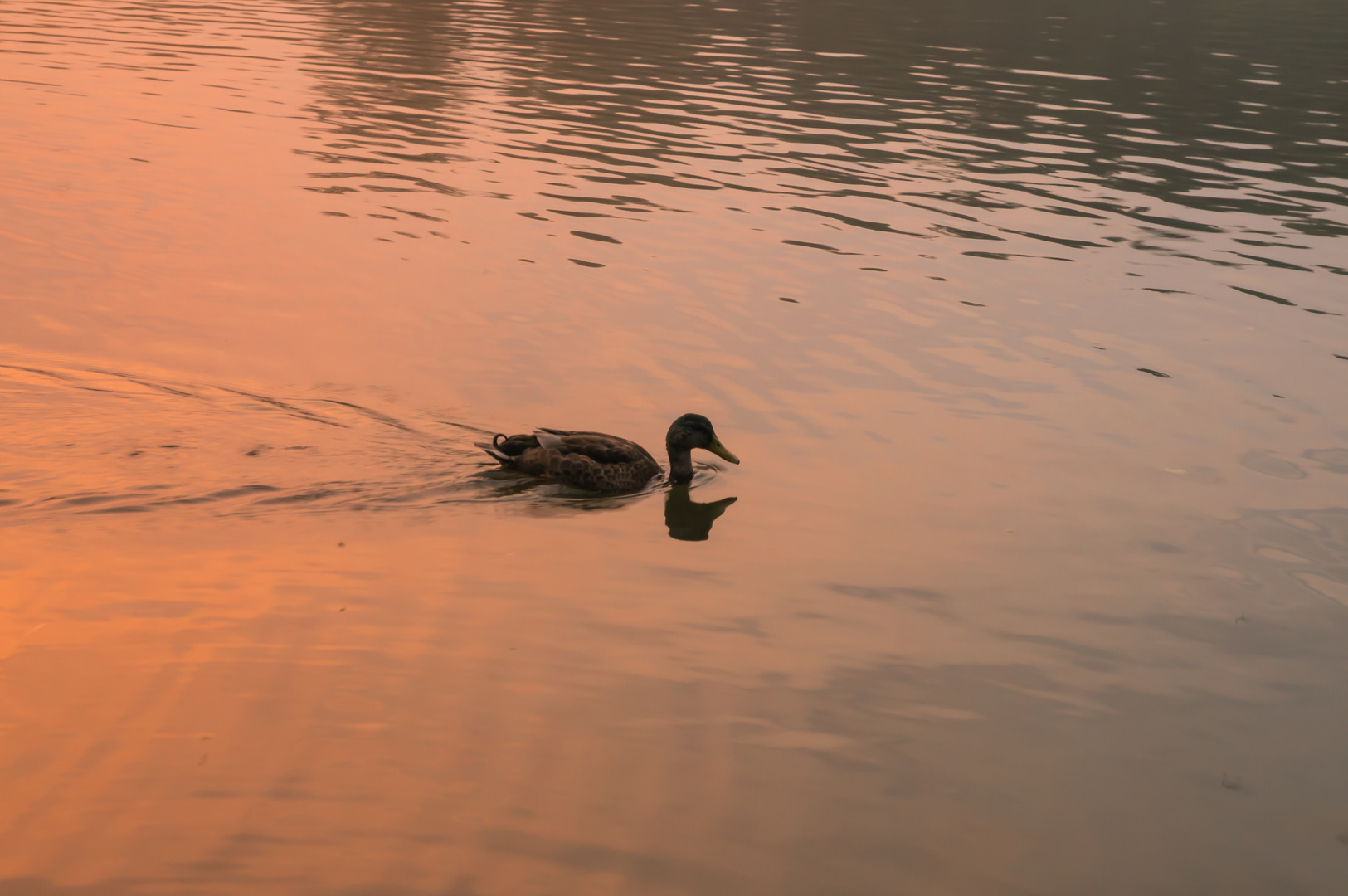 Ente im Abendrot