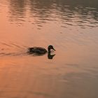 Ente im Abendrot