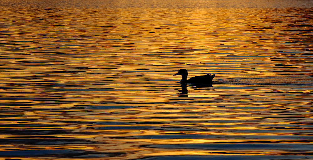 Ente im Abendrot