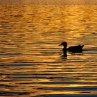 Ente im Abendrot