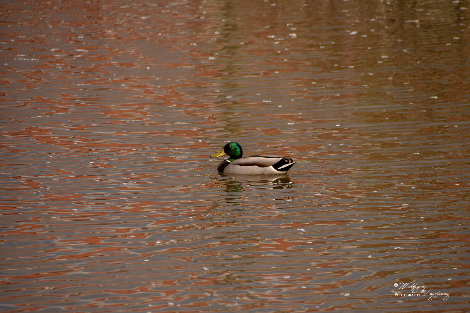 Ente im Abendrot