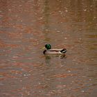 Ente im Abendrot