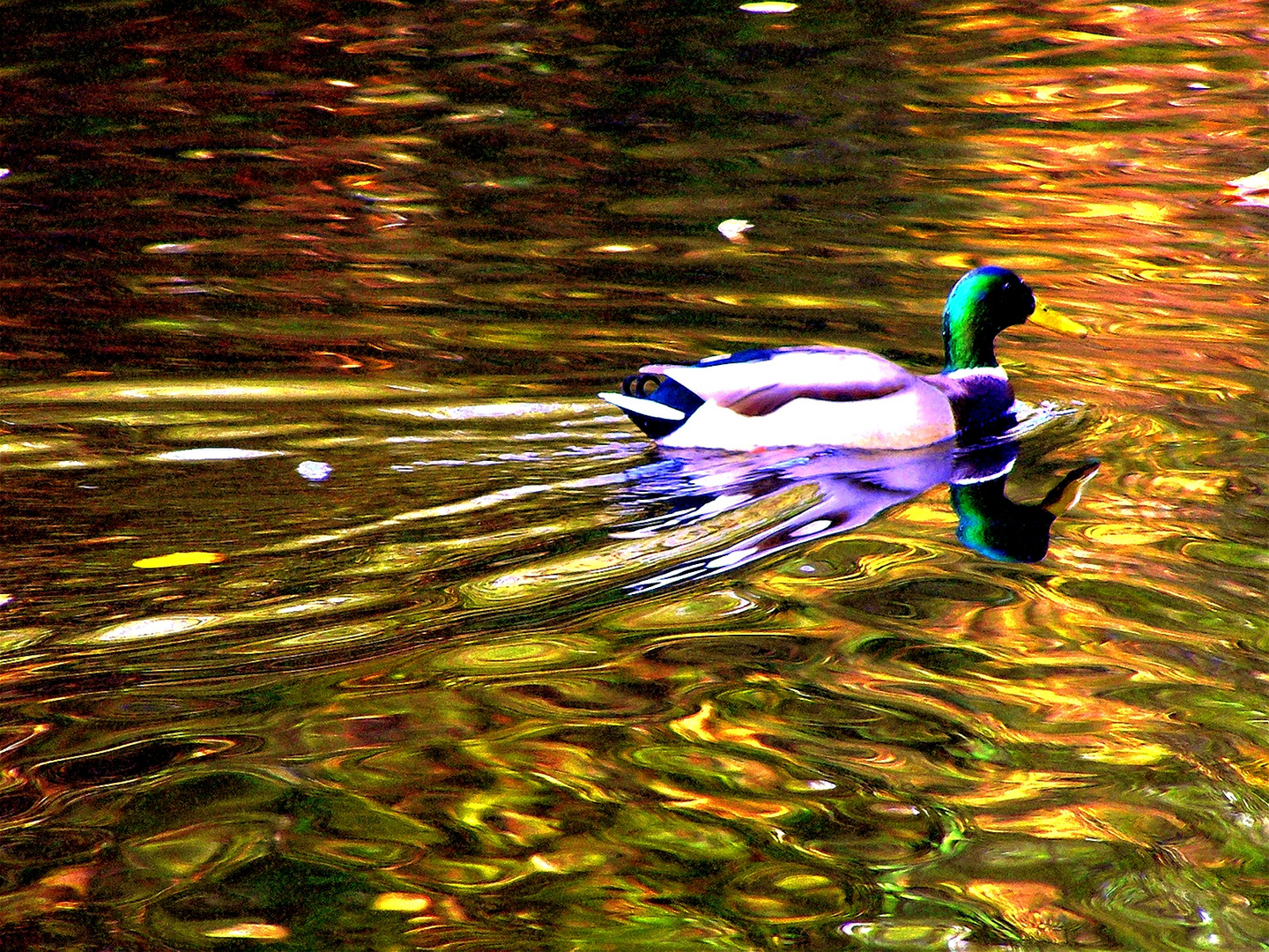 Ente im abendsonnigen See