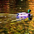 Ente im abendsonnigen See