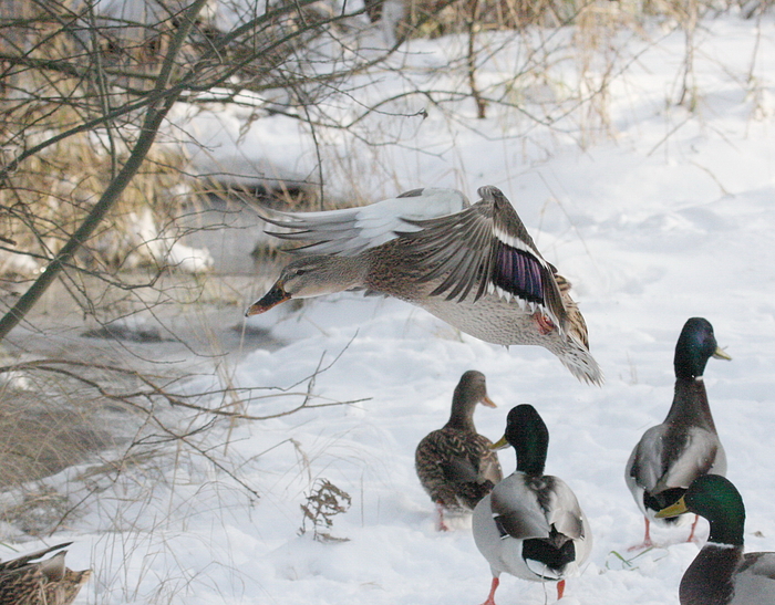 Ente im Abflug