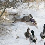 Ente im Abflug