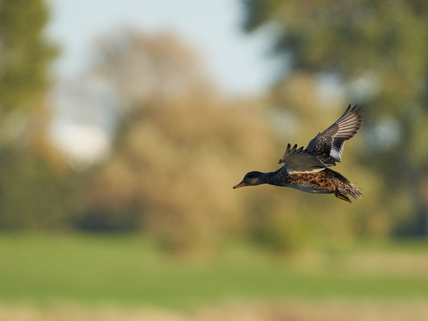 Ente im Anflug