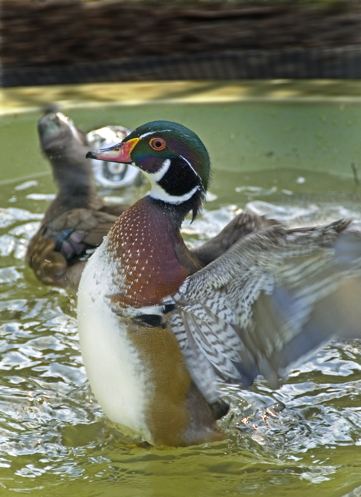 Ente im Anflug