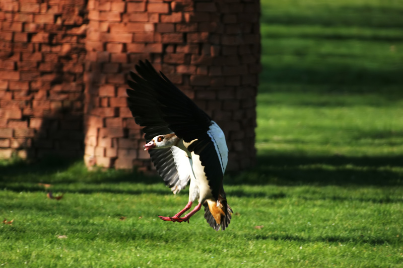 Ente im Anflug