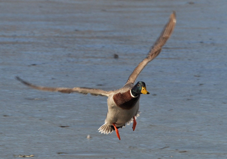 Ente im Anflug