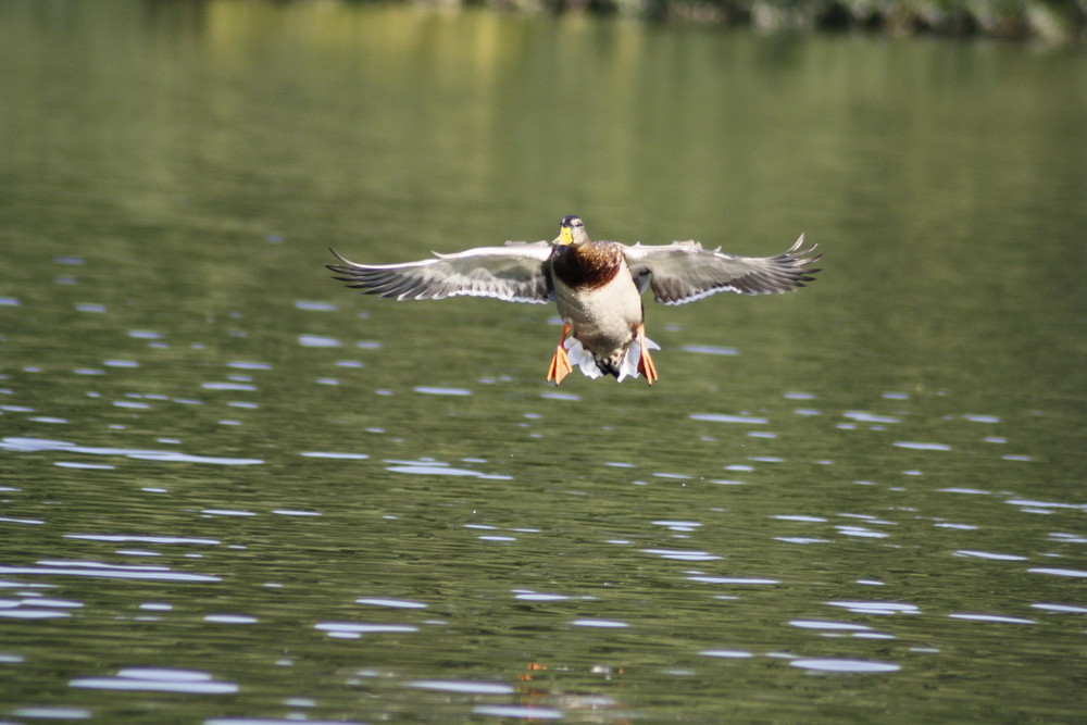 Ente im Anflug