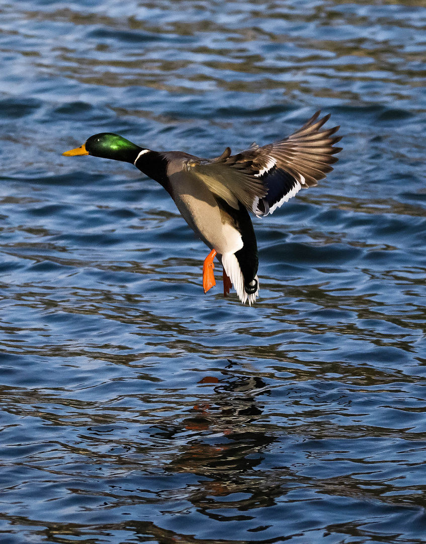 Ente im Anflug