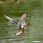 Ente im Anflug an der Aach in Singen