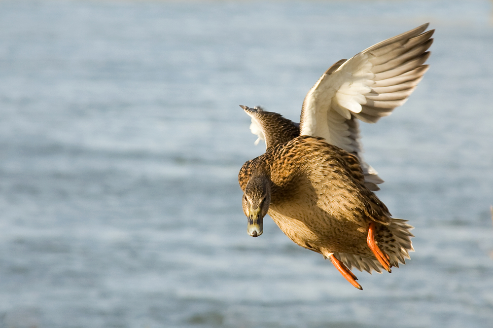 Ente im Anflug