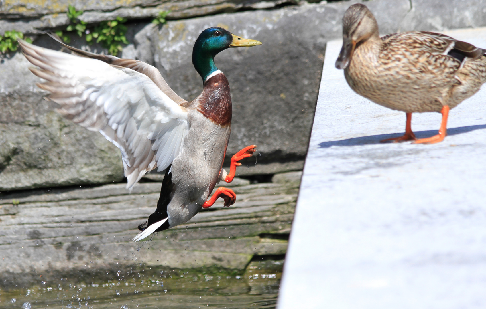 Ente im Anflug...