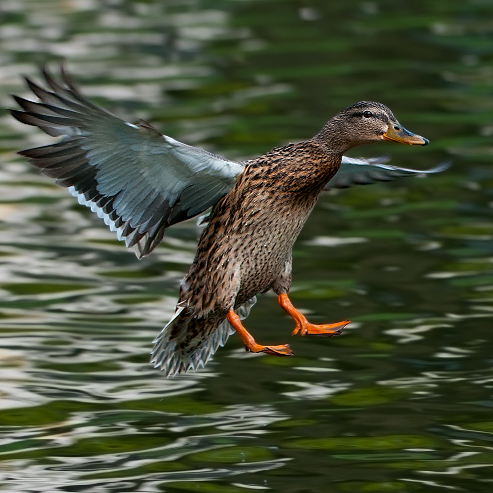 Ente im Anflug...