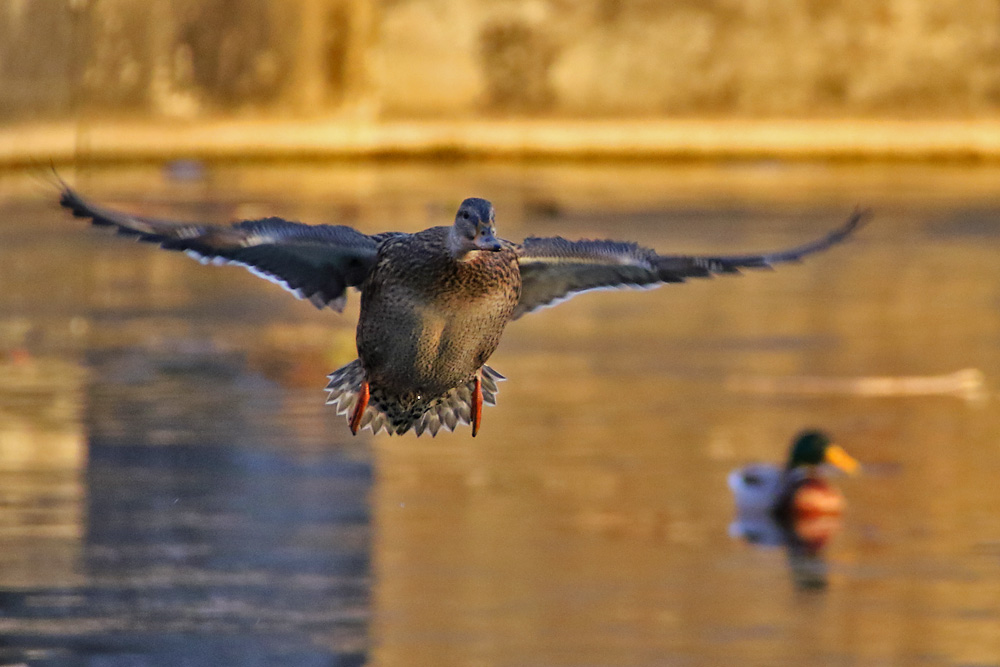 Ente im Anflug