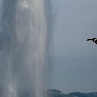 Ente im Anflug eines Wasserstrahls