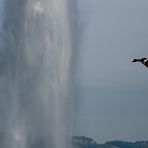 Ente im Anflug eines Wasserstrahls