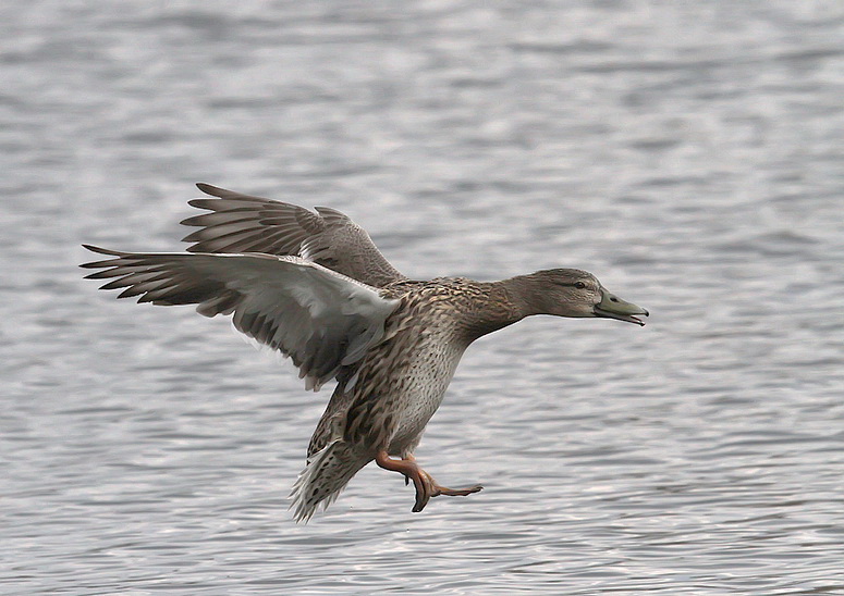 Ente im Anflug