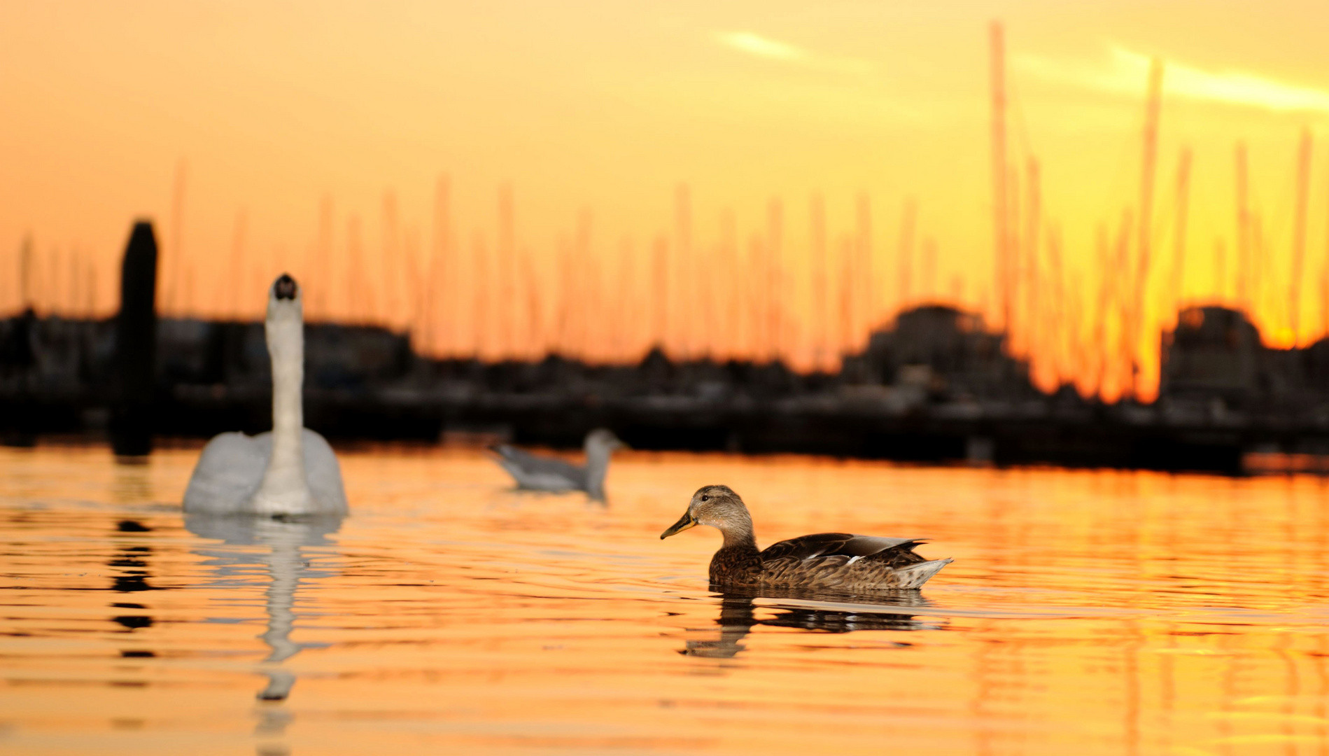 Ente im Anmarsch