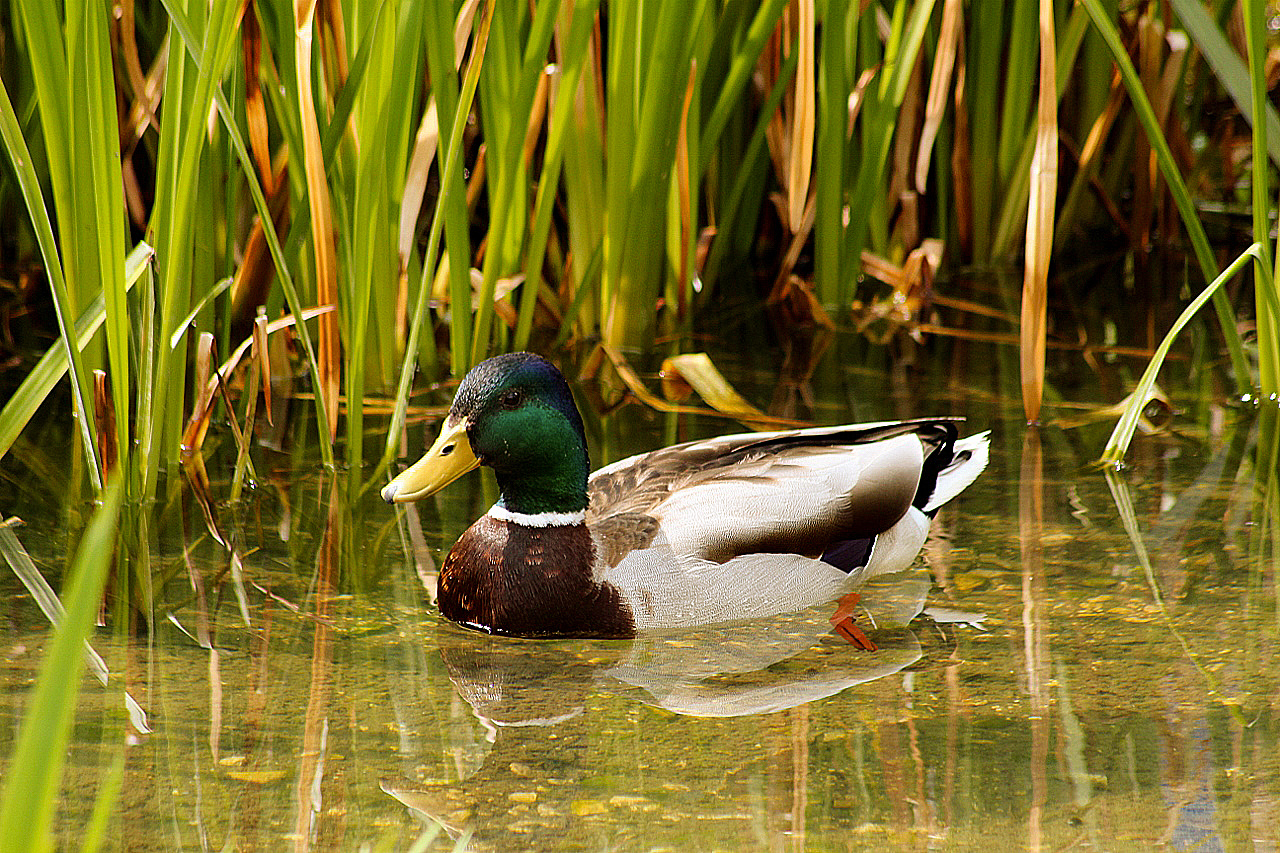 Ente im Bach