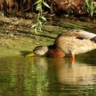 Ente im Badesee 2019 ...