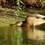 Ente im Badesee 2019 ...