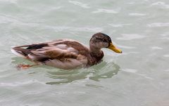 Ente im Balaton