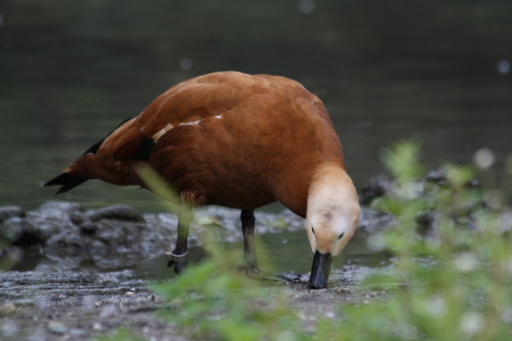 Ente im Basler Zoo